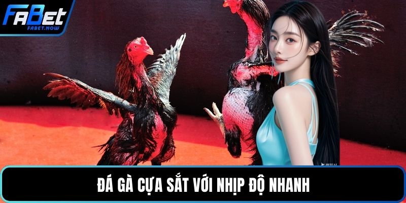 Đá gà cựa sắt với nhịp độ nhanh