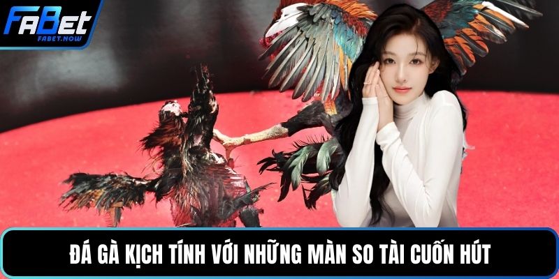 Đá gà kịch tính với những màn so tài cuốn hút